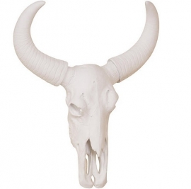 Skull Skull